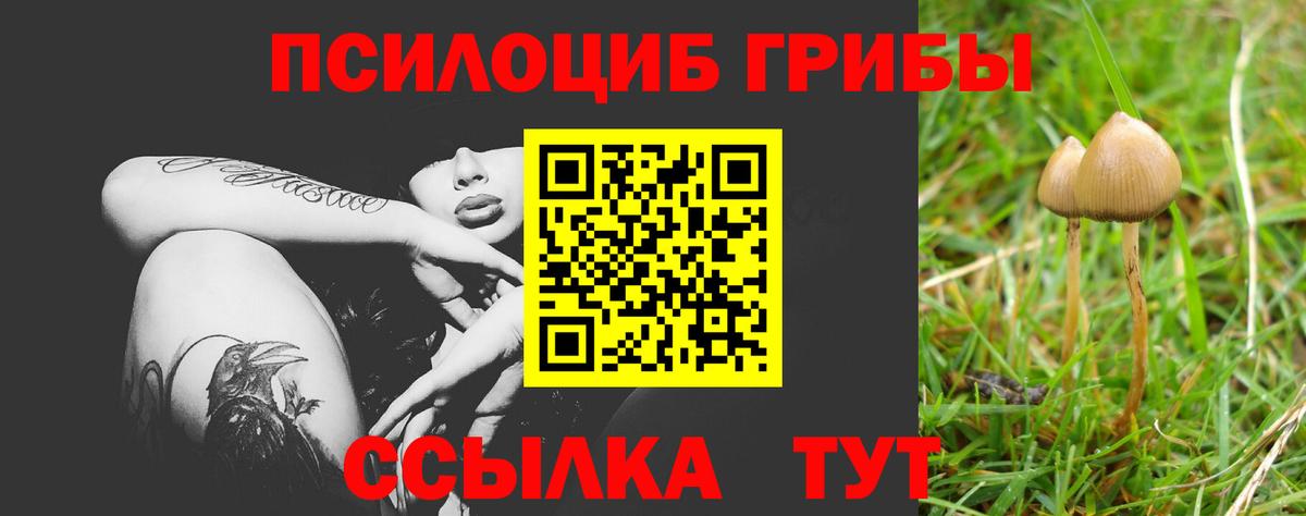 где продают   Вход с VPN  Черкесск  Псилоцибиновые грибы мухоморы 